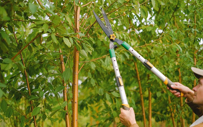 Tree trimming in Rolfe, IA